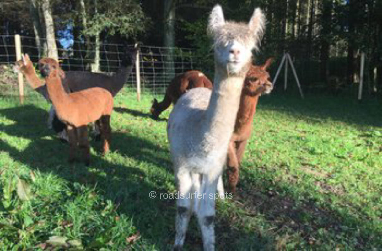 Single pitch in Holdaland alpaca yard