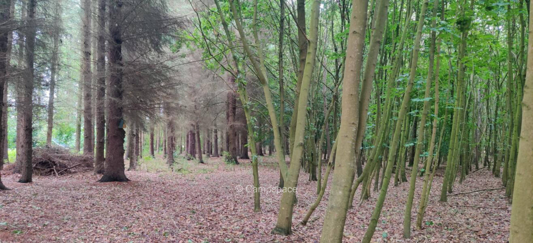 Waldcamping am Bach
