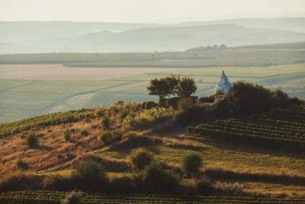 Wine experience at the organic winery
