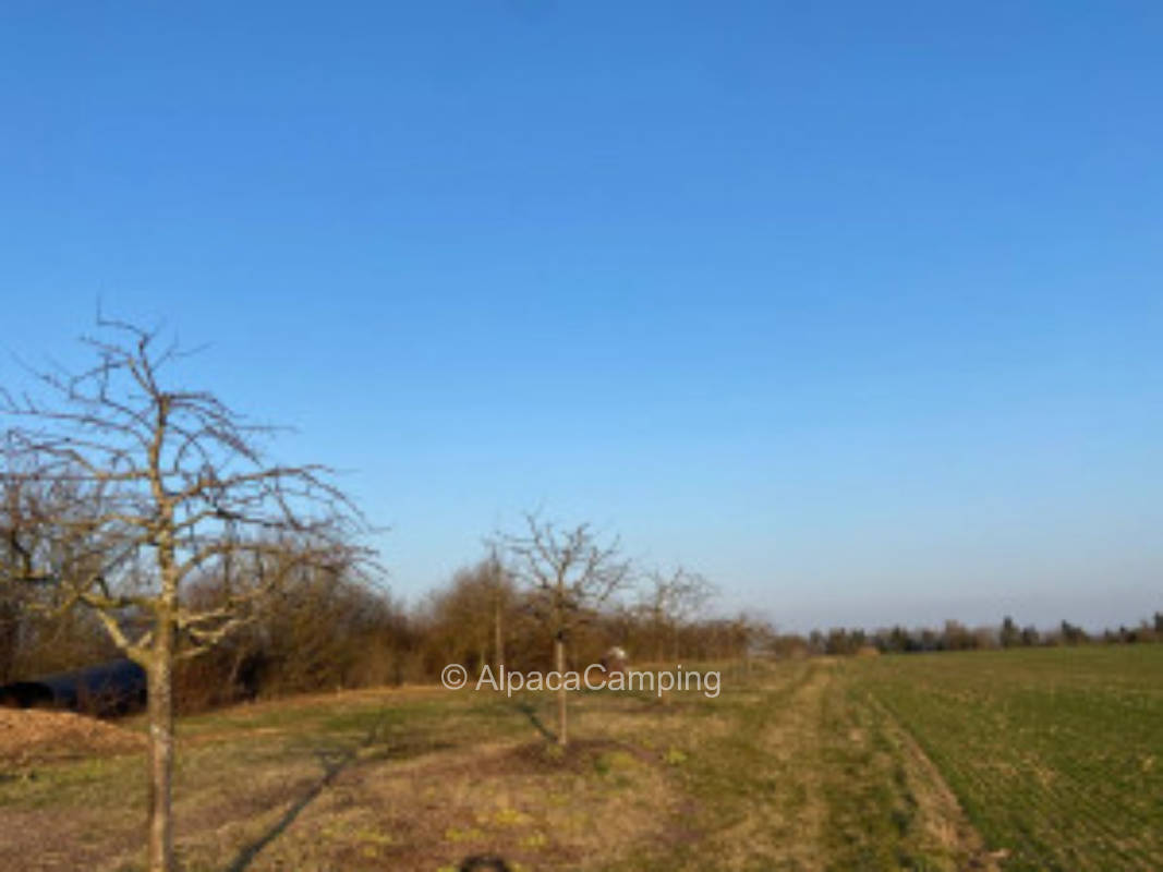 Scattered orchard with a lot of space #1