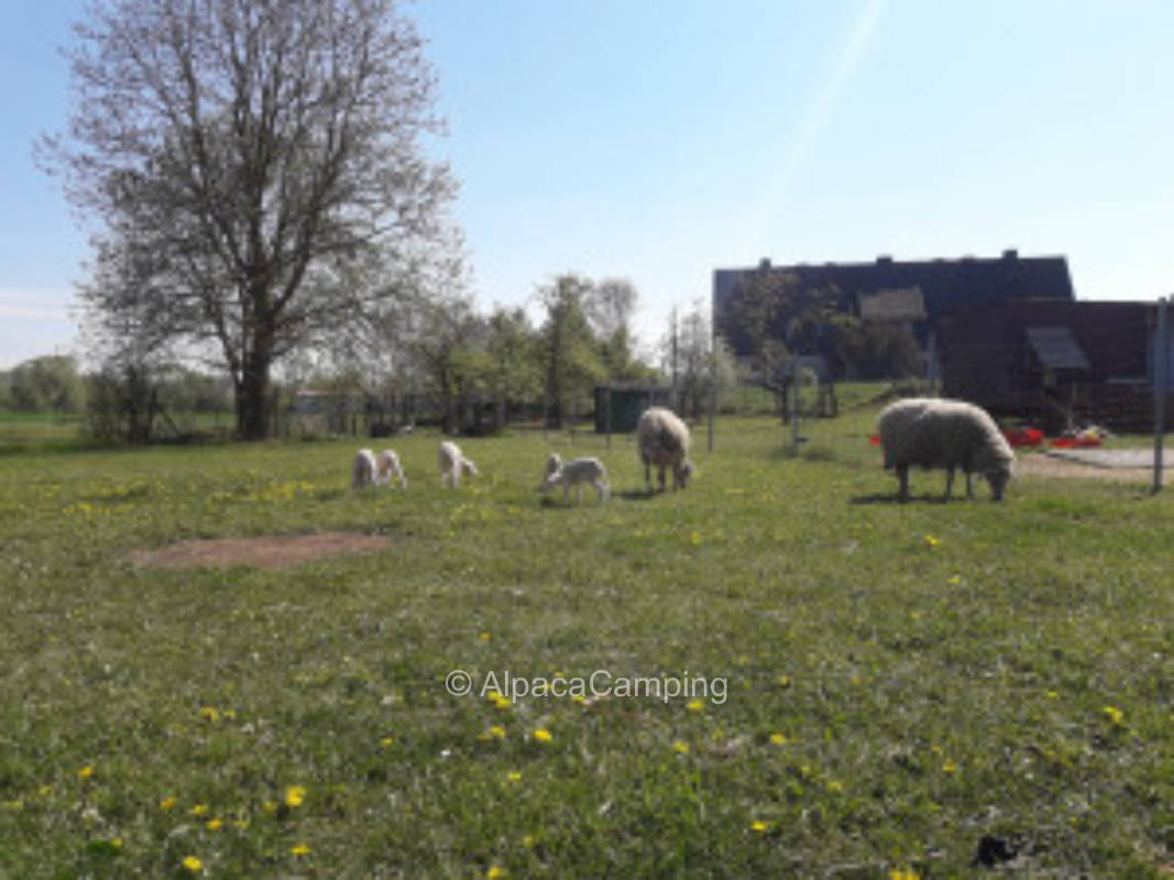 Gänsewiese #3