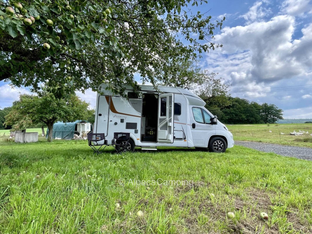 Amidst the apple trees
