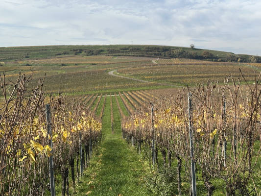 Camping in the vineyard at the vintner's farm
