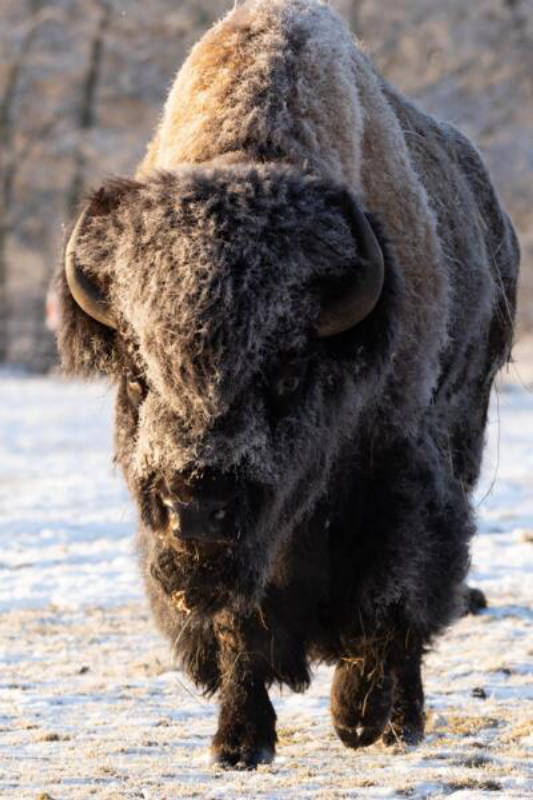 Bisonhof Camping bei Flensburg