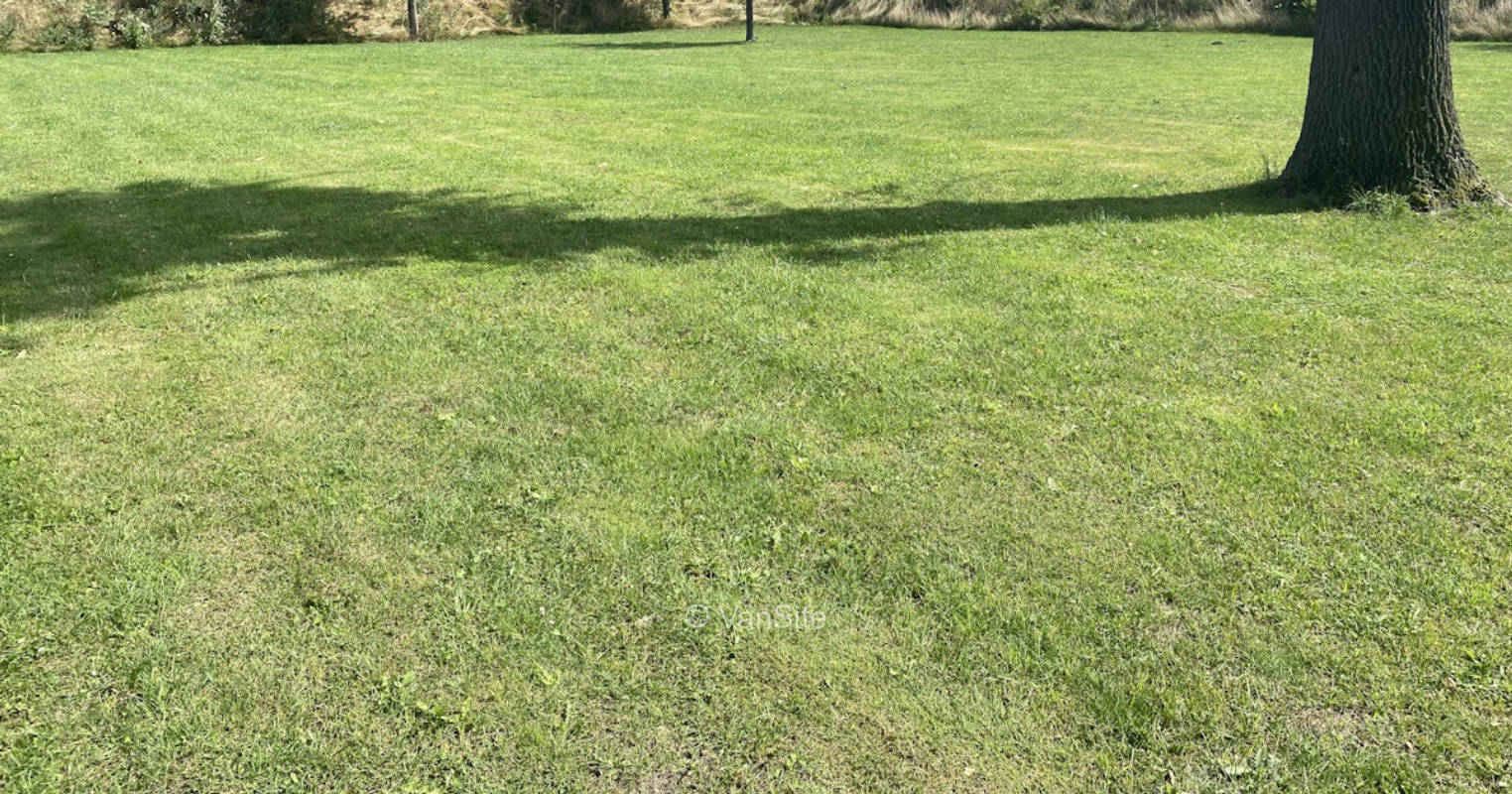 Wiese im grüne am Wald