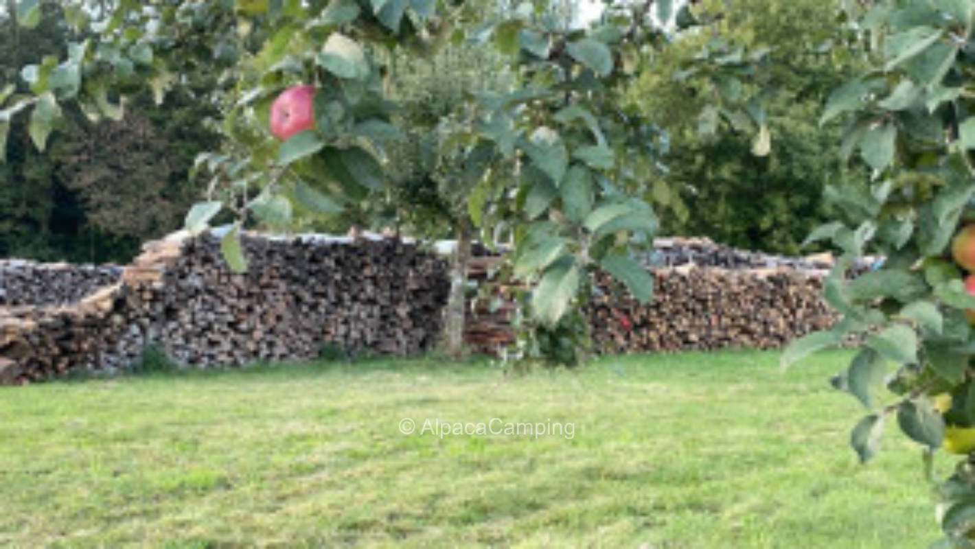 Beautiful pitch on our meadow orchard #3