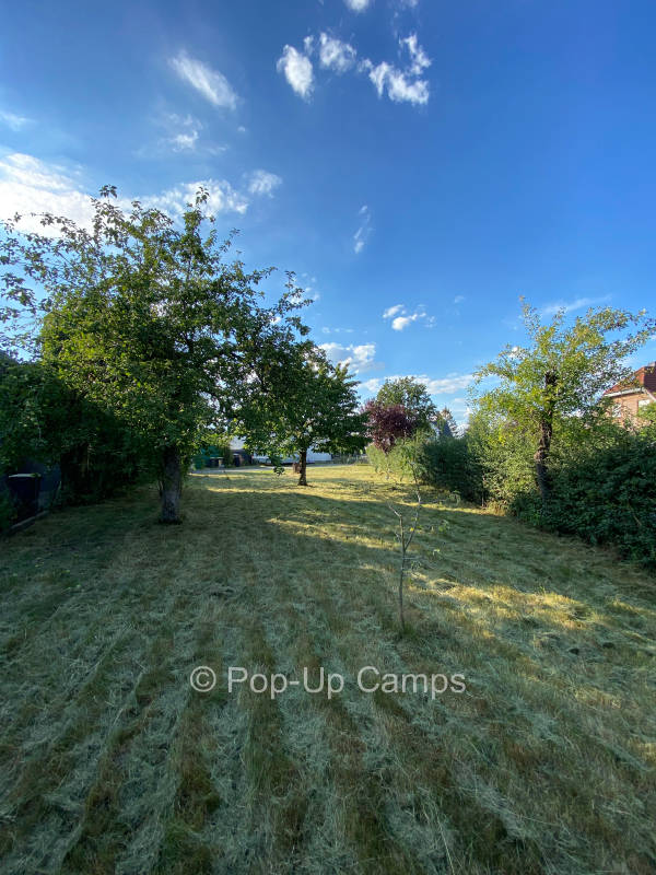 Old fruit tree meadow on the Lower Rhine