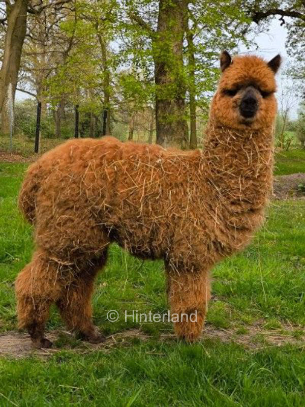  Genießen und entspannen auf dem Alpakahof