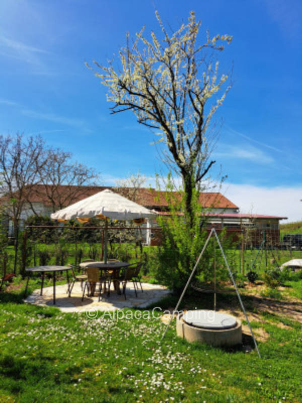 Wiese am Schwimmteich #1