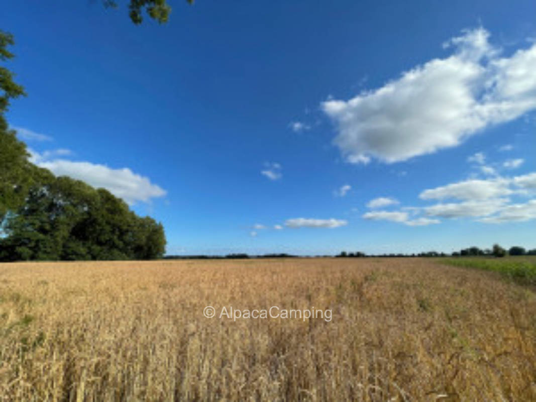 Pitch at the farm - Sunny coastal meadow with wide view over the field #3