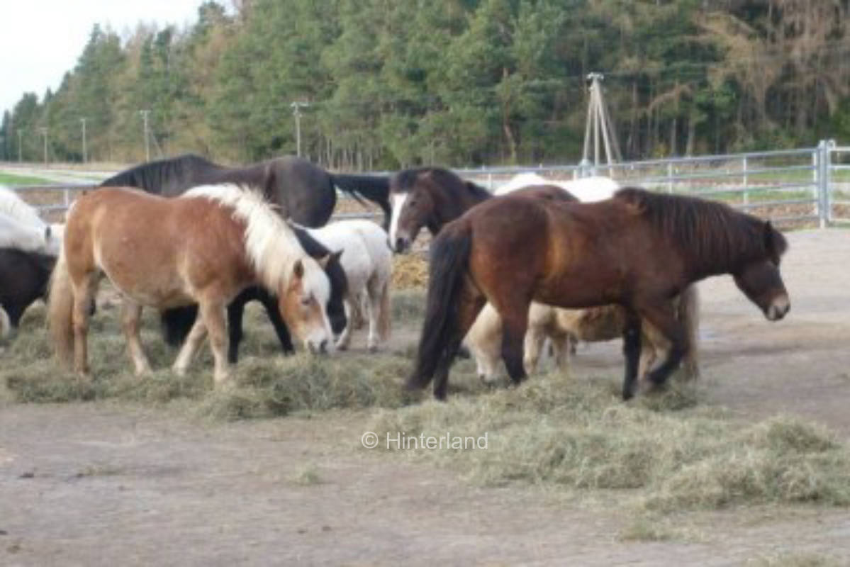 Camping at the horse/therapy farm Lillemor in Allgäu