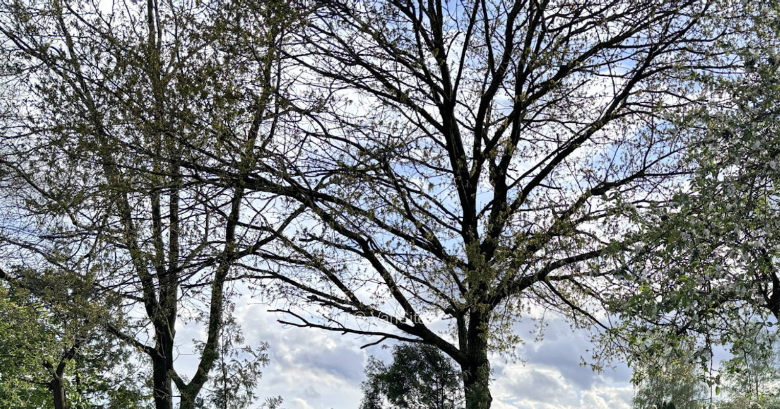 Wiese an der Pferde- Ponykoppel