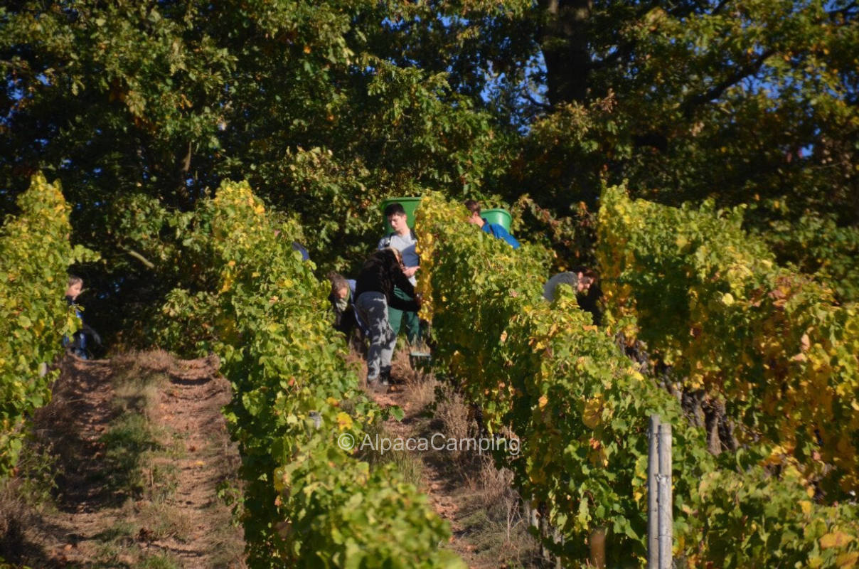 Camping at the organic vineyard