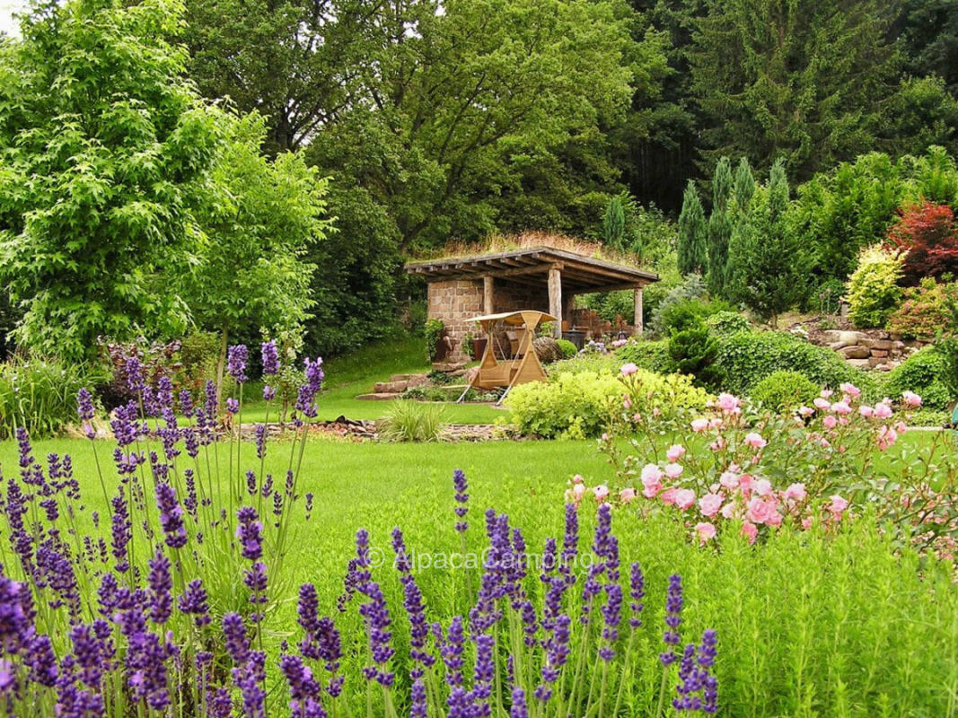 By the Christmas trees at the edge of the forest #1