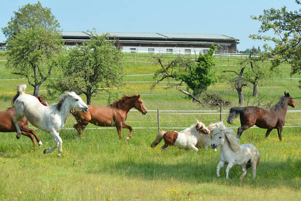 Das leben ist ein ponyhof