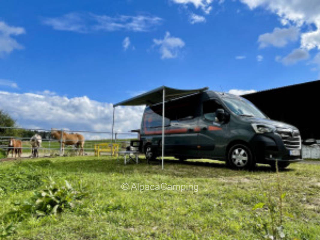 Place on the edge of the equestrian facility - forest meadows horses #1