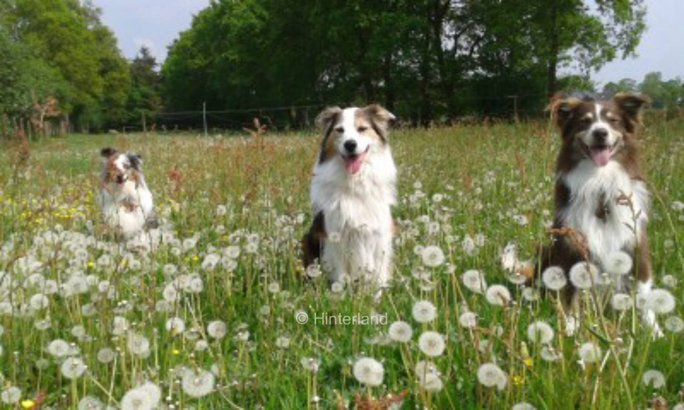 Platz auf der Sandweide an der Pferdekoppel