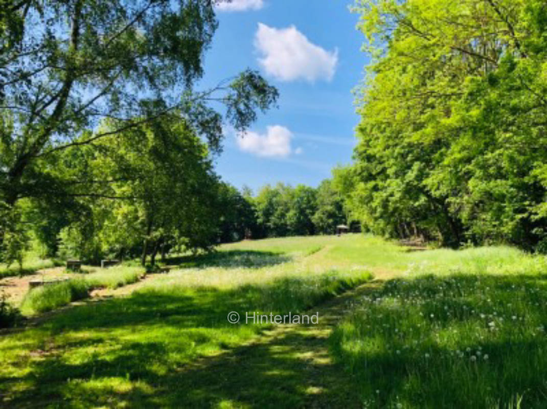 Camping in the beech forest with birds chirping