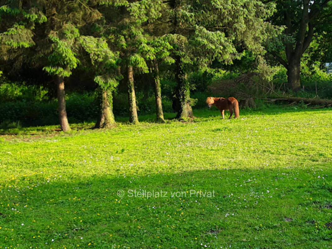 Camping auf einer Wiese in Rastede