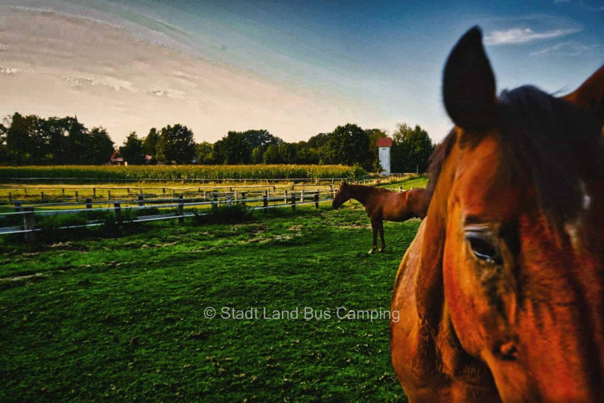 Hoppe horse farm - courtyard