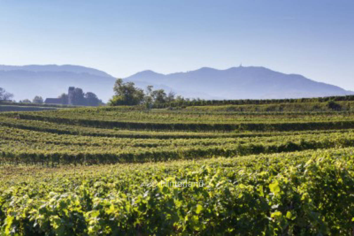 Winery in the sunny Markgräflerland region