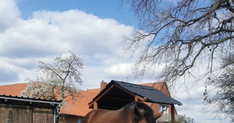 Stellplatz (mit eigenem Pferd) auf dem Resthof bei Pferden