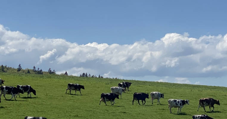 Stellplatz Front Cow