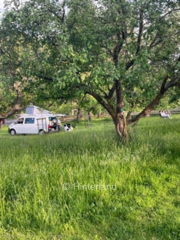 Campen auf der Streuobstwiese neben den Schafen