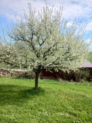 Pitch at an orchard meadow