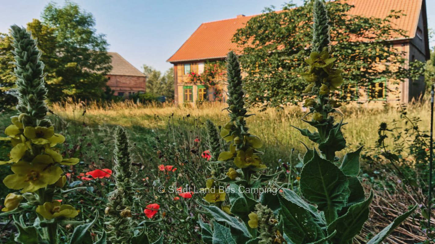 Trauerweide - Stellplatz Zwei