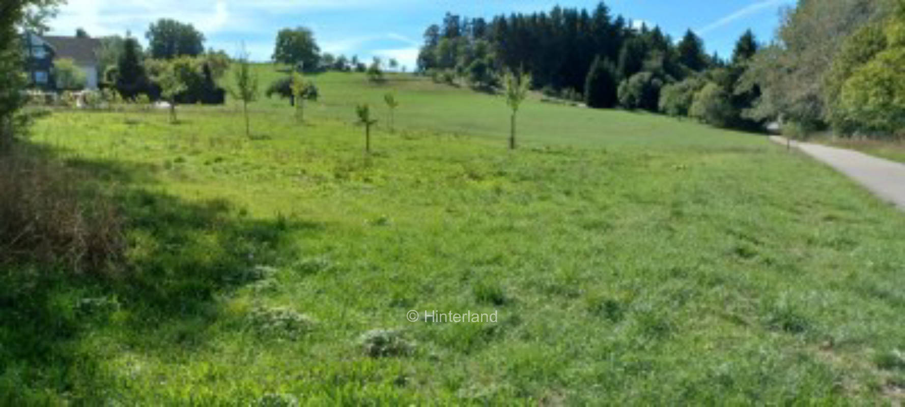 Streuobstwiese im nördlichen Schwarzwald 