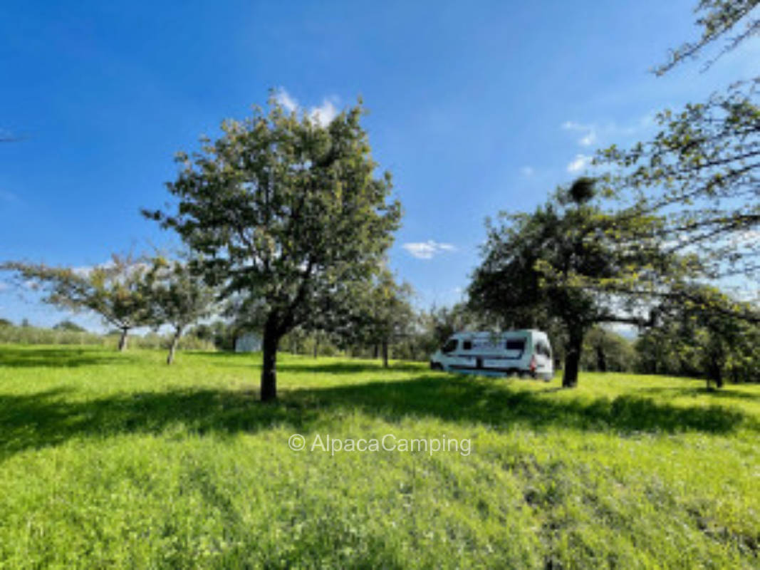 Weissach am Tal organic orchard #1