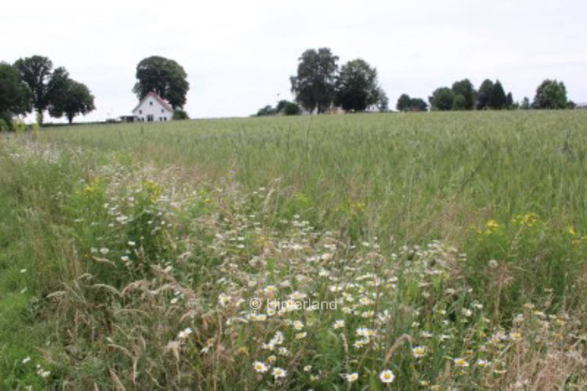 On the edge of the field near the Teutoburg Forest