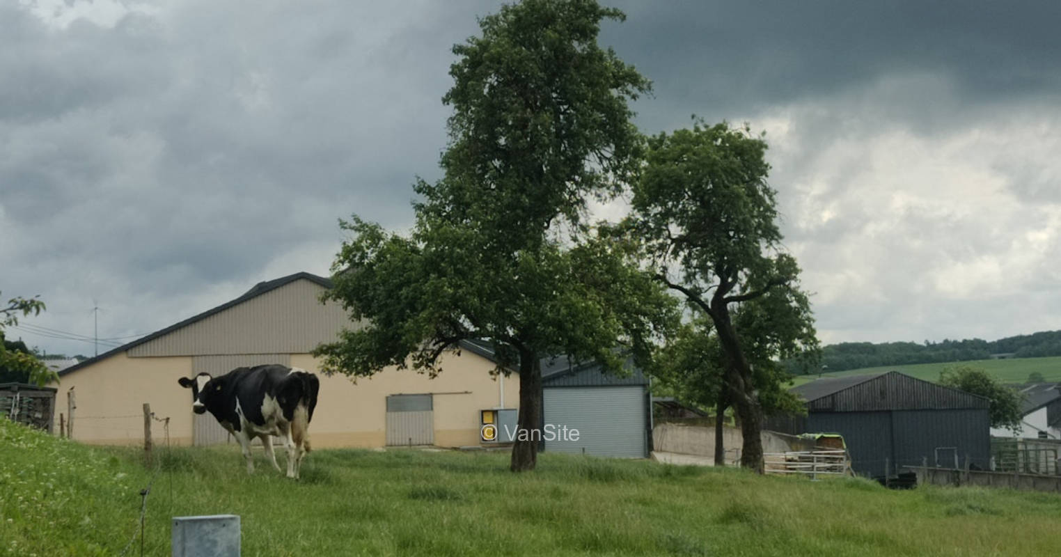 Schattiges Plätzchen unter einer Eiche