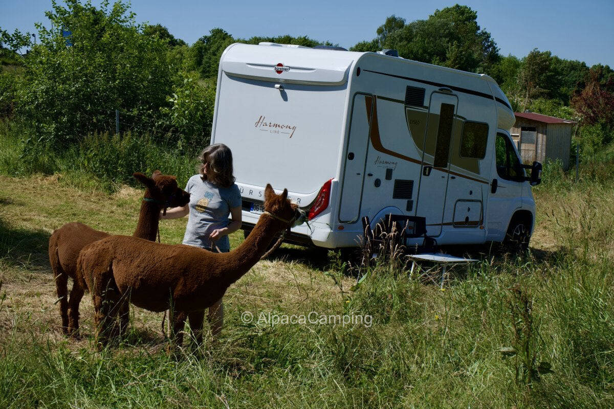 Between alpaca pasture and permaculture