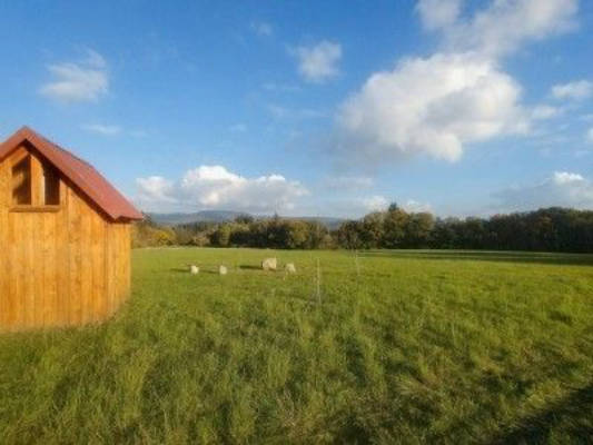 Verwildeter Obstgarten im Frau-Holle-Land