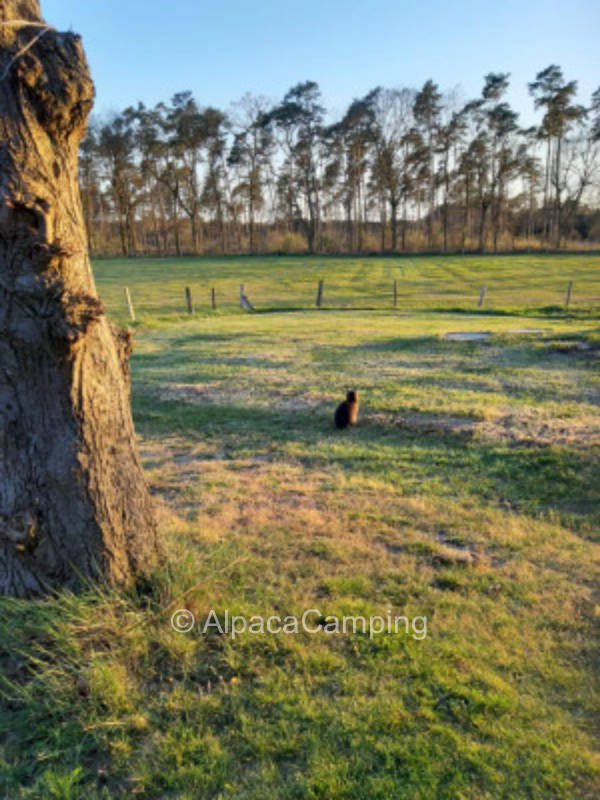 Between cows and ducks #2