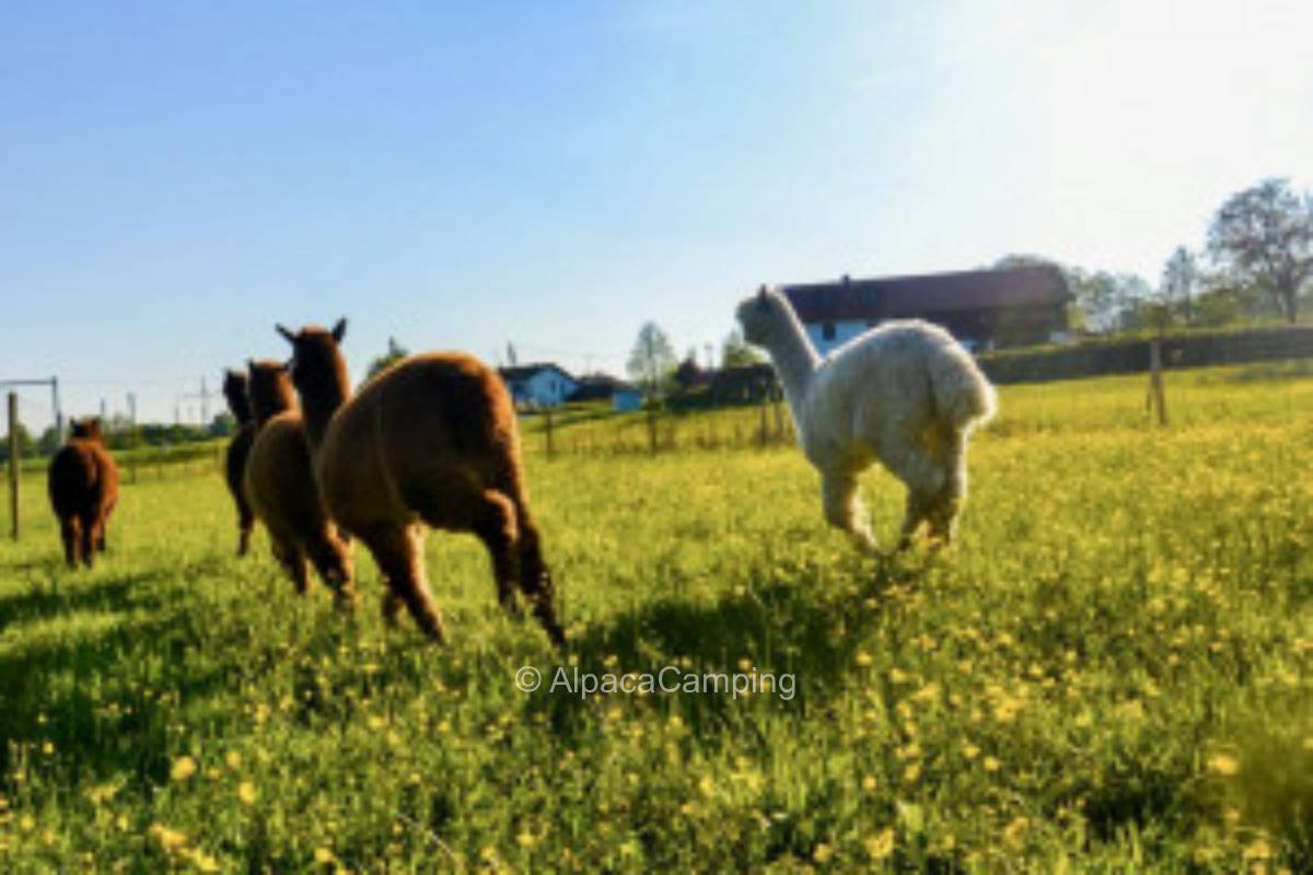 Auf der Alpaka Ranch #2