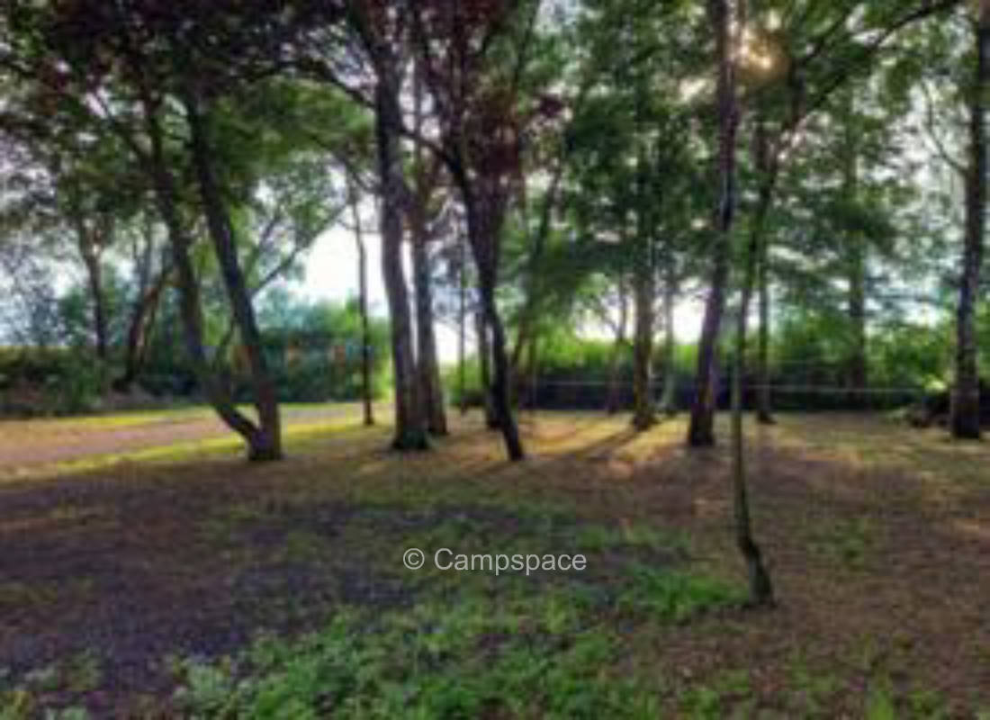 Shady place near the Baltic Sea