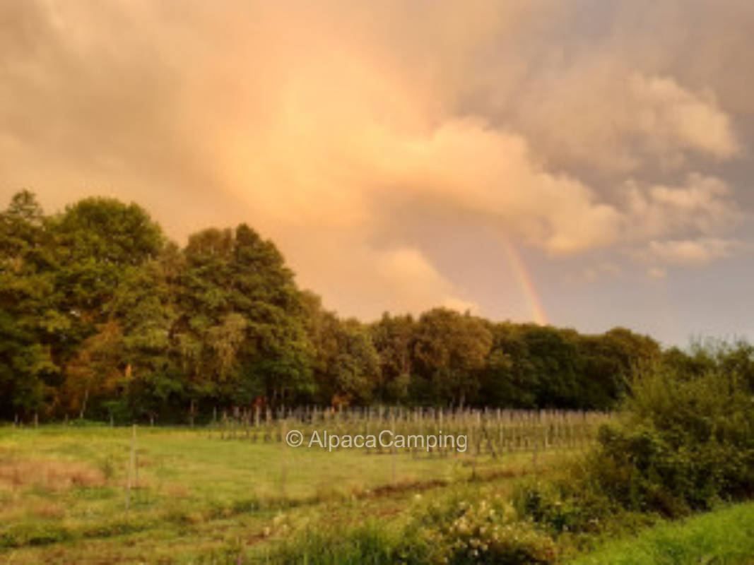 At the meadow orchard #1