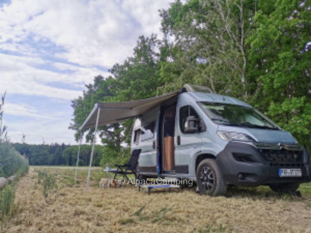 AlpacaCamping 546
