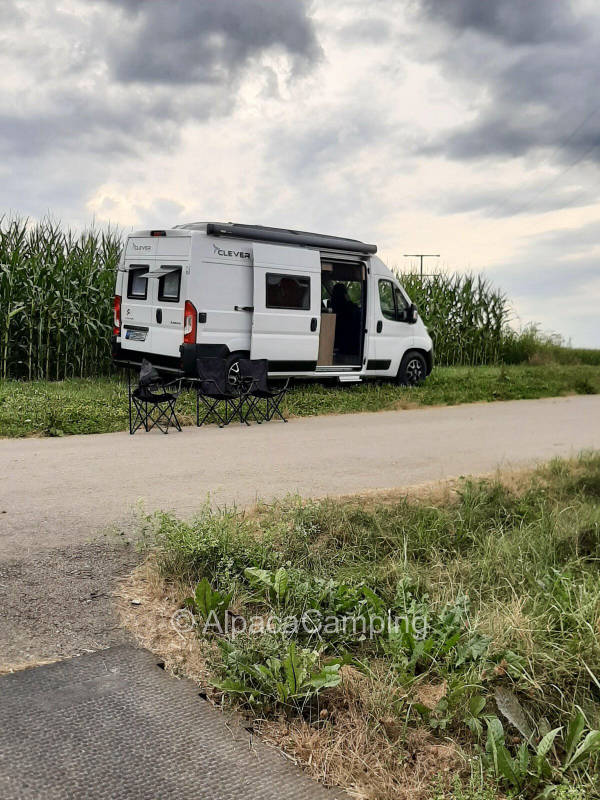 At the aronia berries #1