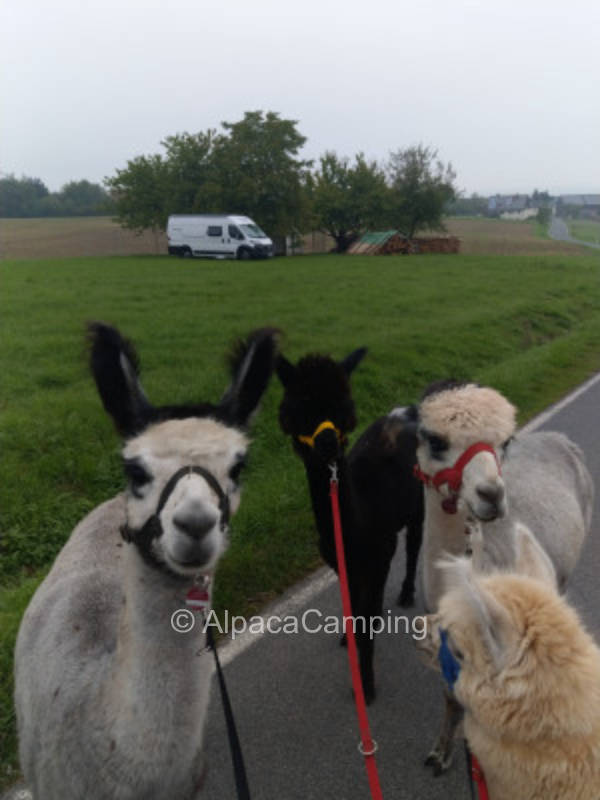 Himmelleite #2: meadow orchard as an oasis of well-being with beautiful views and small alpaca farm