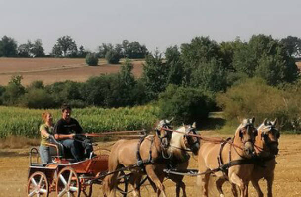 Haflinger breeding and farm store Hock family