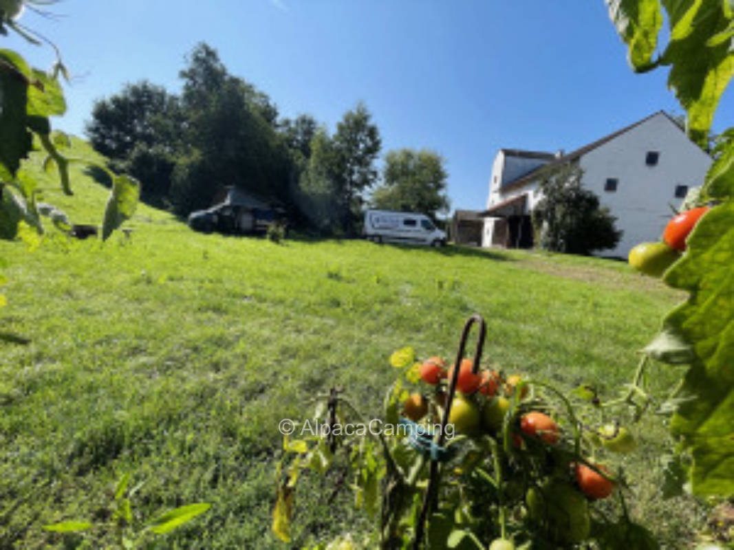 Caravan / camper site between hop fields in the middle of the Hallertau #3