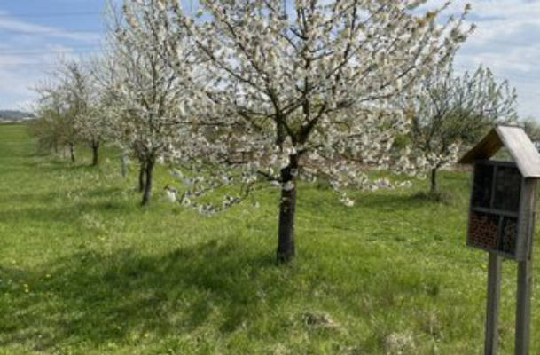 Wiese/Obstgarten
