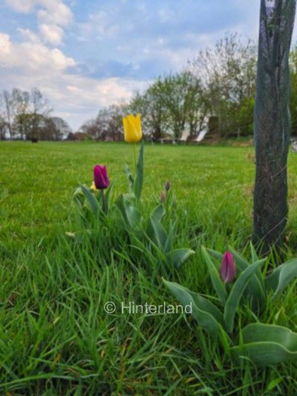 Rustikales Wiesencamping mit grüner Aussicht 