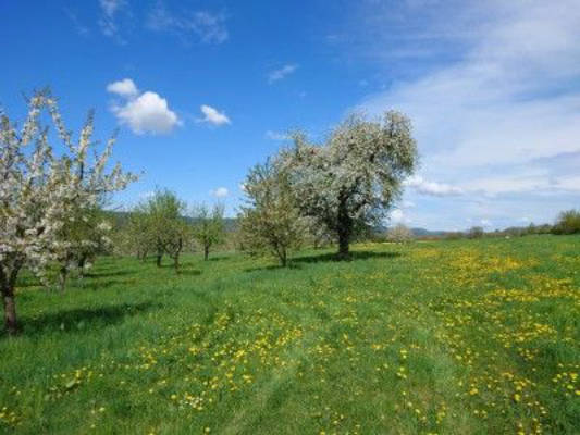 Apple Orchard at the Foot of Walberla