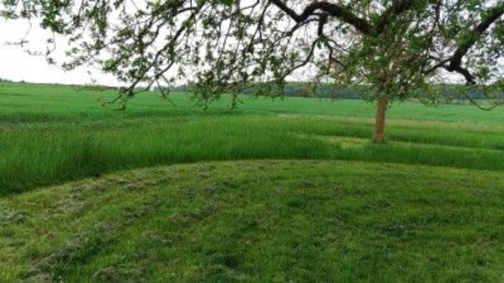 Streuobstwiese direkt neben dem Tierpark Hasenwald
