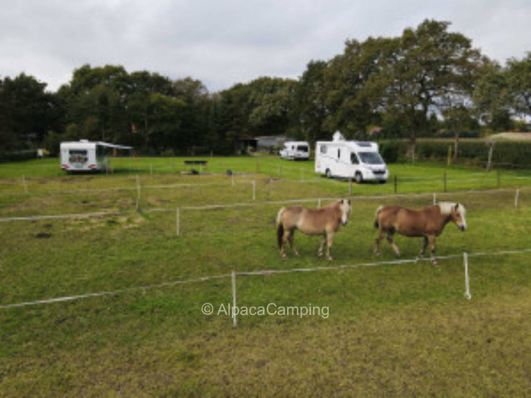 Hermann's pitch at the horse meadow #1
